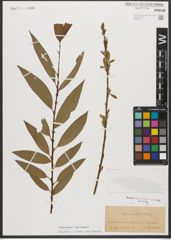 Foto von Salix triandra L. x Salix viminalis L.